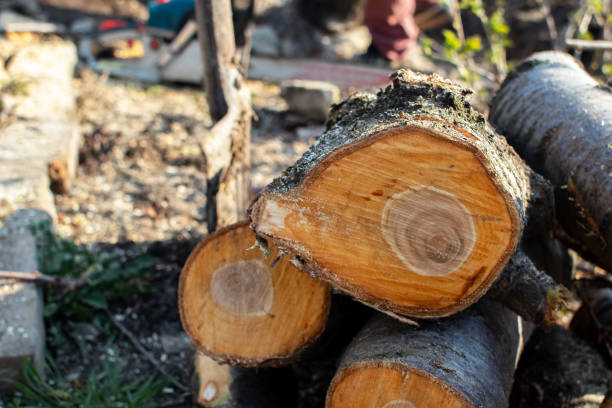 How Our Tree Care Process Works  in  Roan Mountain, TN